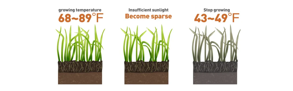 Zoysia grass seed germination