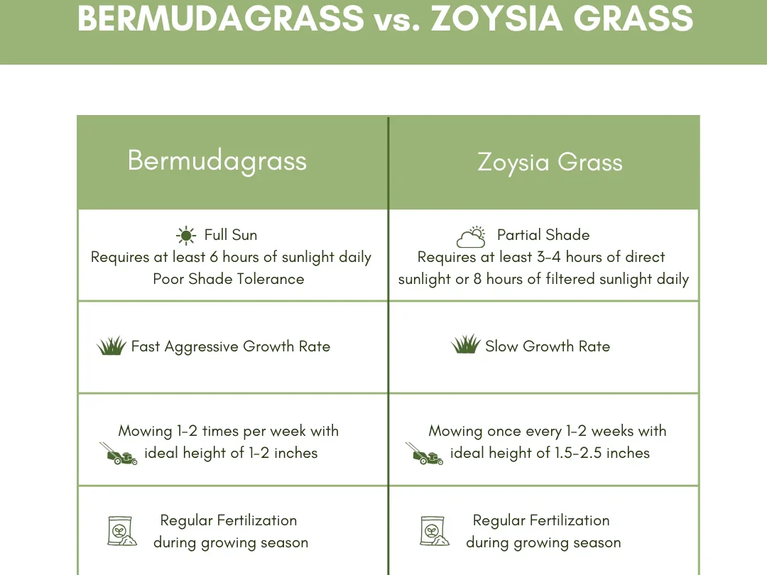 Zoysia Grass Seed vs Bermuda: Which Is Better?