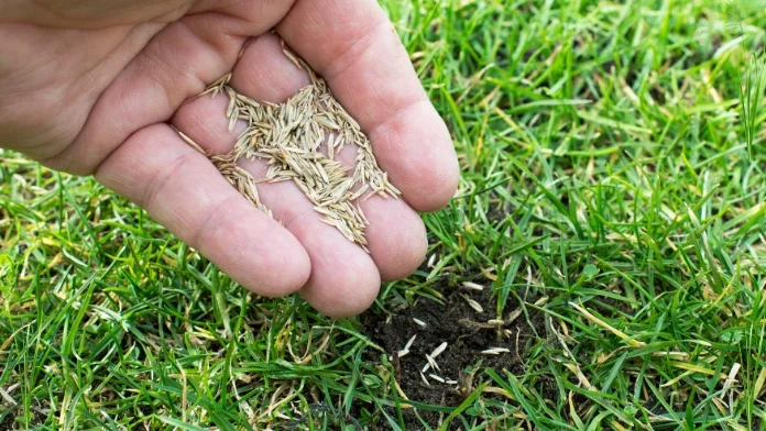 Zoysia Grass Seed