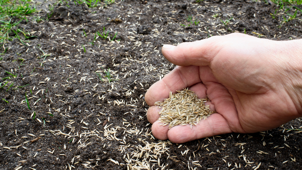 Zoysia grass seed best time to plant