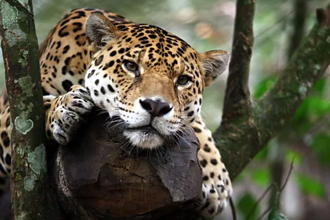 Best Time to Travel to Costa Rica for Wildlife